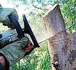 Best Commercial Tree Services  in Milford Square, PA