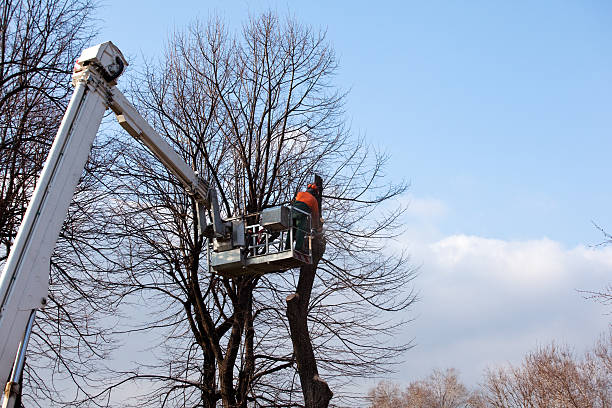Best Firewood Processing and Delivery  in Milford Square, PA